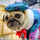 Image for article titled Dogs Can Tell If You're Speaking to Them in a Foreign Language, Study Finds